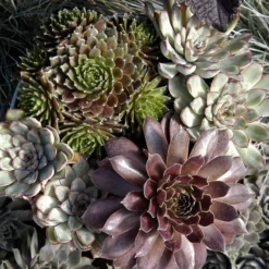 'Jeanne D'Arc' Hens & Chicks -Naty Plants Shop 429 1891 popup