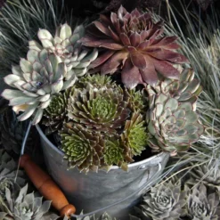 'Jeanne D'Arc' Hens & Chicks -Naty Plants Shop 429 1892 popup