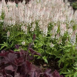 'Sugar & Spice' Foamflower -Naty Plants Shop 42 1475 popup