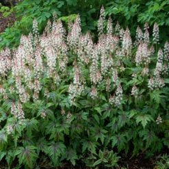 'Sugar & Spice' Foamflower