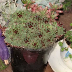 Mrs. Giuseppi Hens & Chicks -Naty Plants Shop 432 1610 popup