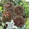 'Rocknoll Rosette' Hens & Chicks