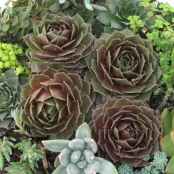 'Rocknoll Rosette' Hens & Chicks -Naty Plants Shop 435 1601 popup