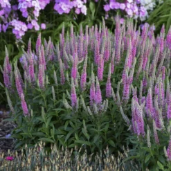 Magic Show® 'Pink Potion' Spike Speedwell -Naty Plants Shop 43a3b7a27fd4e4d1b3b17da66e5c1a78