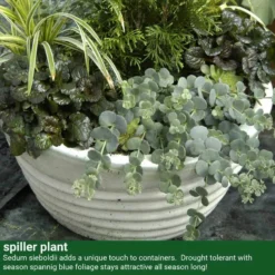 October Daphne Stonecrop -Naty Plants Shop 441 2400 popup sw