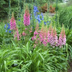 'Giant Shirley' Foxglove -Naty Plants Shop 446 1207 popup