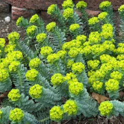 Donkey Tail -Naty Plants Shop 447 1209 popup