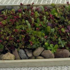 SedumSod® Mini Mats -Naty Plants Shop 488 1580