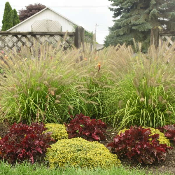 Prairie Winds® 'Lemon Squeeze' Fountain Grass 2 Prairie Winds® 'Lemon Squeeze' Fountain Grass - Image 2