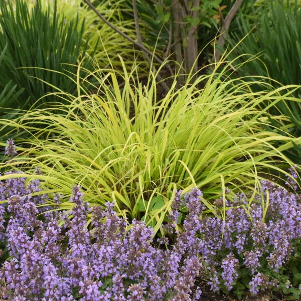 Prairie Winds® 'Lemon Squeeze' Fountain Grass 3 Prairie Winds® 'Lemon Squeeze' Fountain Grass - Image 3
