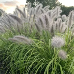 Prairie Winds® 'Lemon Squeeze' Fountain Grass
