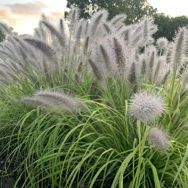 Prairie Winds® 'Lemon Squeeze' Fountain Grass 1 Prairie Winds® 'Lemon Squeeze' Fountain Grass
