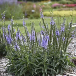 Magic Show® 'Ever After' Spike Speedwell -Naty Plants Shop 498Veronica EverAfter 3