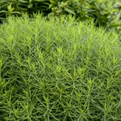 'String Theory' Bluestar -Naty Plants Shop 499Amsonia StringTheory 4