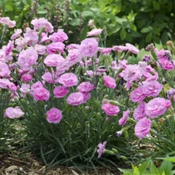 Fruit Punch® 'Sweetie Pie' Dianthus -Naty Plants Shop 4c286a16d7dc6b236cd3f82900869979