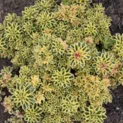 'Atlantis' Stonecrop -Naty Plants Shop 5056f02e9a561759672bee380943a21a