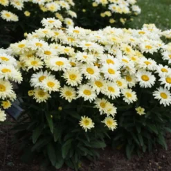 Amazing Daisies® 'Banana Cream II' Shasta Daisy -Naty Plants Shop 509Leucanthemumsuperbum BananaCreamII 1