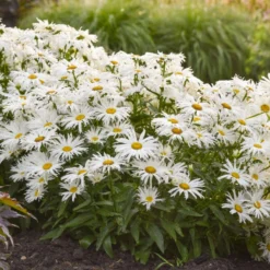 Amazing Daisies® 'Spun Silk' Shasta Daisy -Naty Plants Shop 510Leucanthemumsuperbum SpunSilk 3