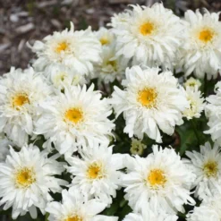 Amazing Daisies® 'Marshmallow' Shasta Daisy