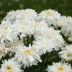 Amazing Daisies® 'Marshmallow' Shasta Daisy -Naty Plants Shop 511Leucanthemumsuperbum Marshmallow 3