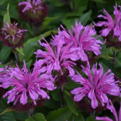 'Pardon My Lavender II' Bee Balm