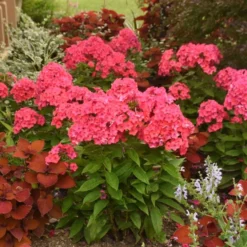Luminary™ 'Sunset Coral' Tall Garden Phlox 7 Luminary™ 'Sunset Coral' Tall Garden Phlox -Naty Plants Shop 519Phloxpaniculata SunsetCoral 3