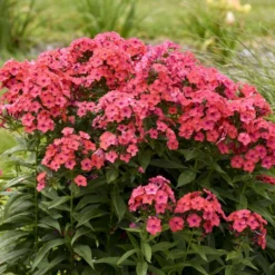 Luminary™ 'Sunset Coral' Tall Garden Phlox 8 Luminary™ 'Sunset Coral' Tall Garden Phlox -Naty Plants Shop 519Phloxpaniculata SunsetCoral 4