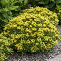 Rock 'N Round® 'Bright Idea' Stonecrop