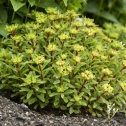 Rock 'N Round® 'Bright Idea' Stonecrop -Naty Plants Shop 521Sedum BrightIdea 4