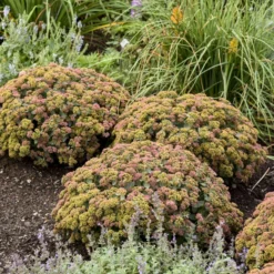 Rock 'N Grow® 'Coraljade' Stonecrop -Naty Plants Shop 522Sedum Coraljade 3