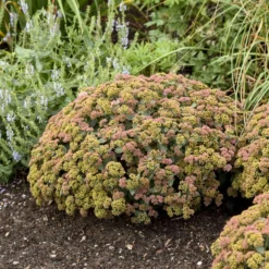 Rock 'N Grow® 'Coraljade' Stonecrop -Naty Plants Shop 522Sedum Coraljade 4