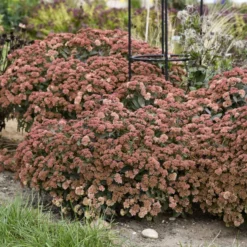 Rock 'N Grow® 'Tiramisu' Stonecrop -Naty Plants Shop 523Sedum Tiramisu 3