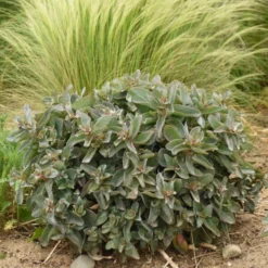 Rock 'N Grow® 'Tiramisu' Stonecrop -Naty Plants Shop 523Sedum Tiramisu 4