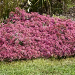 Rock 'N Round 'Superstar' Stonecrop