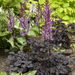 'Dark Side Of The Moon' Astilbe -Naty Plants Shop 525Astilbe DarkSideoftheMoon 2