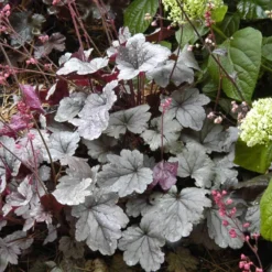 Dolce® 'Silver Gumdrop' Coral Bells -Naty Plants Shop 525 1969 popup sw