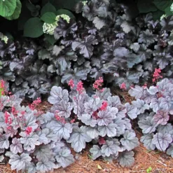 Dolce® 'Silver Gumdrop' Coral Bells -Naty Plants Shop 525 1972 popup sw