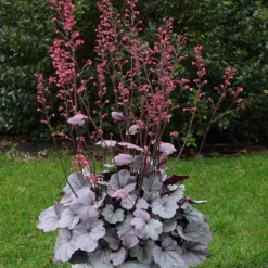 Dolce® 'Silver Gumdrop' Coral Bells -Naty Plants Shop 525 1974 popup sw