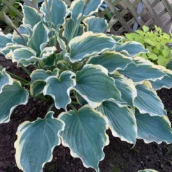 Shadowland® 'Hope Springs Eternal' Hosta