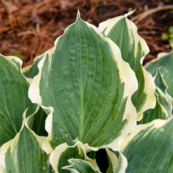 Shadowland® 'Hope Springs Eternal' Hosta -Naty Plants Shop 529Hosta HopeSpringsEternal 4