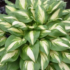 Shadowland® 'Miss America' Hosta