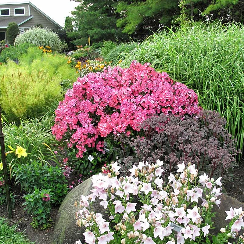 'Glamour Girl' Phlox 6 'Glamour Girl' Phlox - Image 6