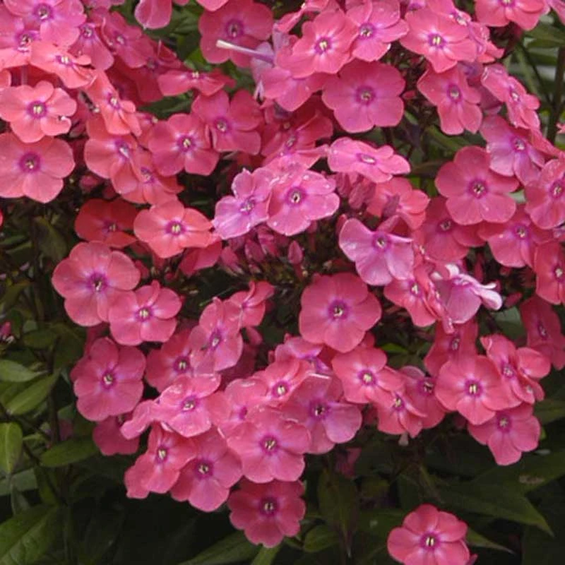 'Glamour Girl' Phlox 1 'Glamour Girl' Phlox