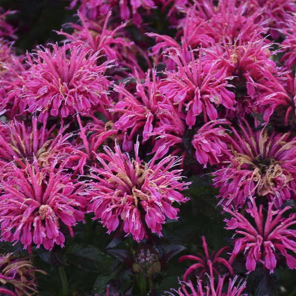 Sugar Buzz® 'Berry Taffy' Bee Balm 4 Sugar Buzz® 'Berry Taffy' Bee Balm - Image 4