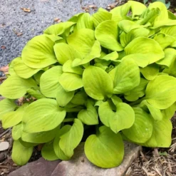 'Sun Mouse' Hosta
