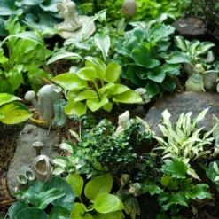 'Sun Mouse' Hosta 5 'Sun Mouse' Hosta -Naty Plants Shop 542 2217 popup