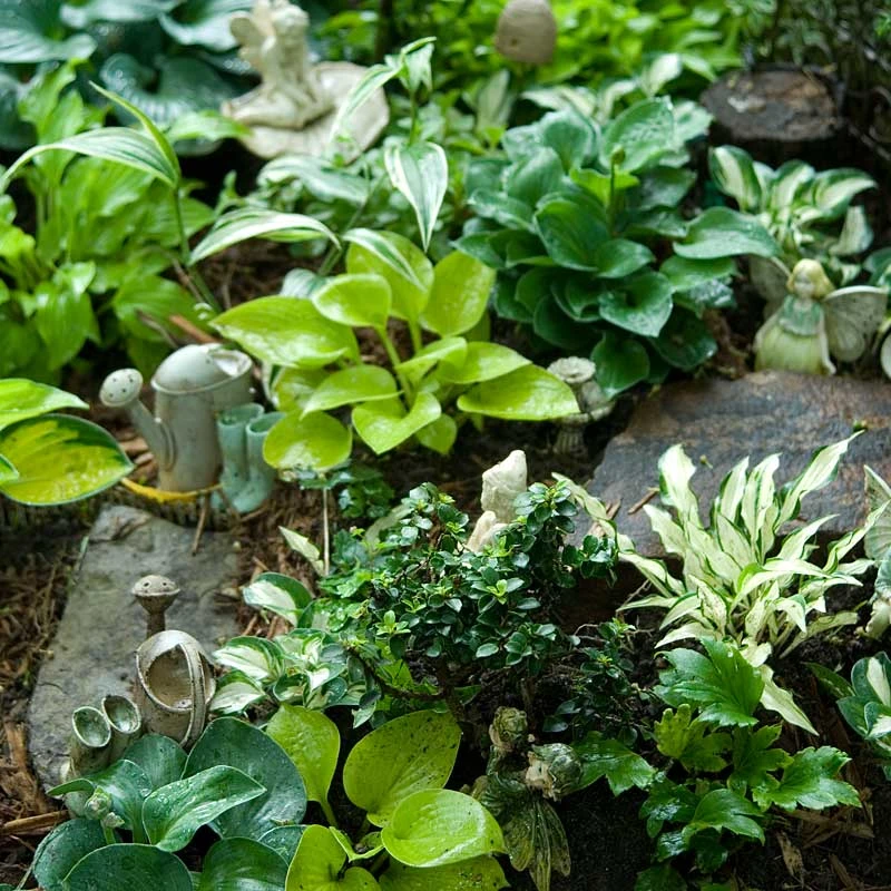 'Sun Mouse' Hosta 3 'Sun Mouse' Hosta - Image 3