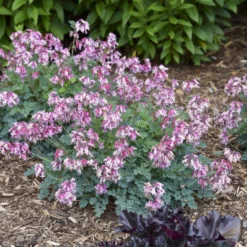 'Pink Diamonds' Bleeding Heart -Naty Plants Shop 544Dicentra PinkDiamonds 3