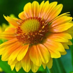 'Arizona Apricot' Blanket Flower -Naty Plants Shop 545 2071 popup 468b192a 3e32 44e4 8295 93eb20f79efc sw