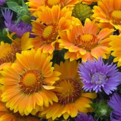 'Arizona Apricot' Blanket Flower -Naty Plants Shop 545 2073 popup e7b57a91 b829 4620 a797 58c0233322da sw